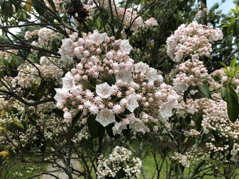 [ Mountain Laurel blossoms ]